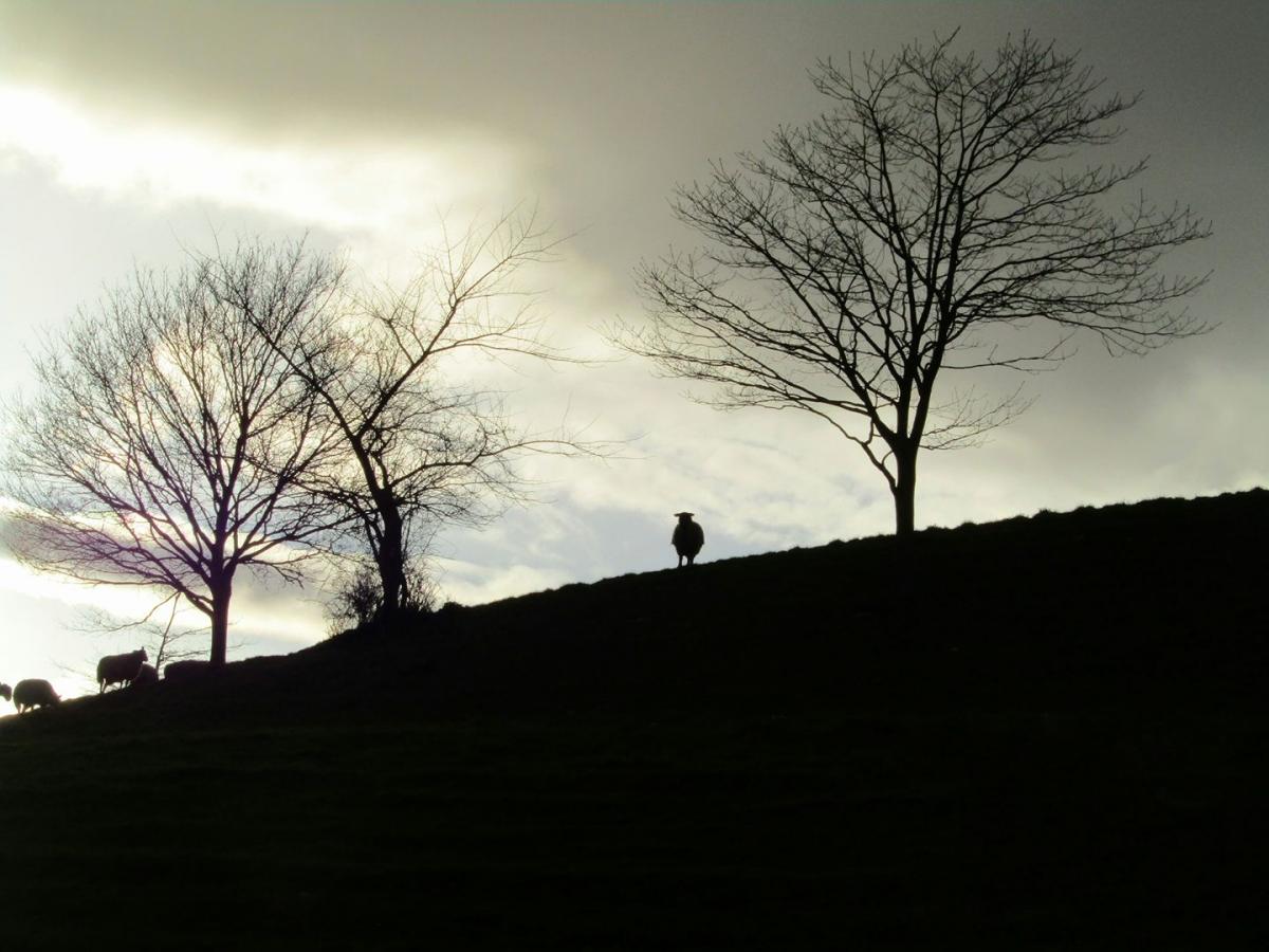 SILHOUETTE: Sheep on Burrow Mump PICTURE: Zoe Jade Louise Stewart. PUBLISHED: November 9, 2017