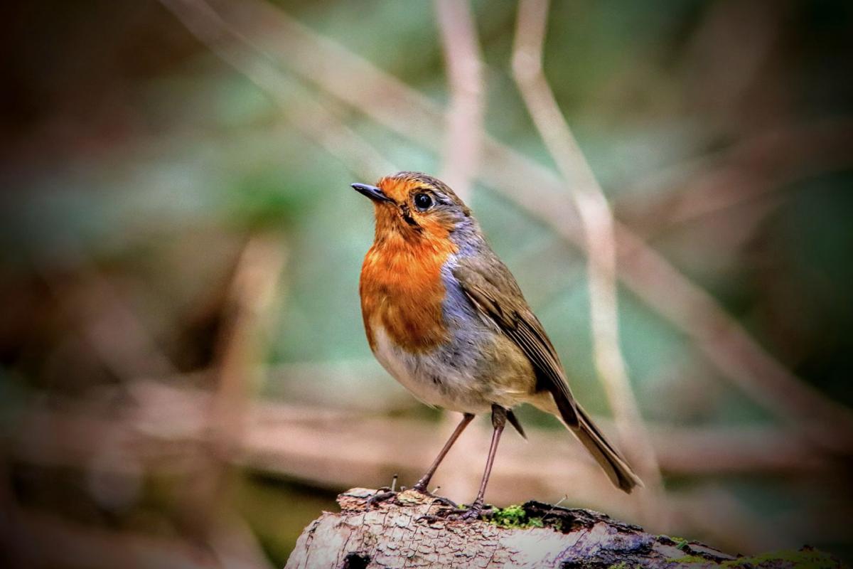 STANDING PRETTY: A robin in the woods at Holford PICTURE: Eric Harris. PUBLISHED: November 9, 2017