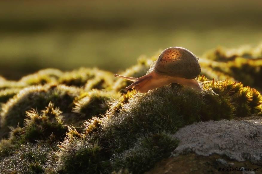 LIFE IN THE SLOW LANE: A snail takes a trip out PICTURE: Stephen Hembery. PUBLISHED: November 23