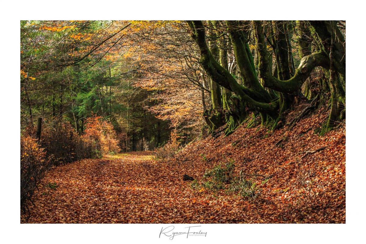 AUTUMN CARPET: A stunning walkway in the Quantocks PICTURE: Ryan Foxley. PUBLISHED: November 23