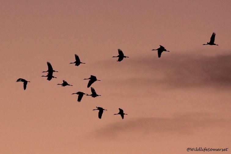 EN ROUTE: Crane birds in Somerset skies PICTURE: Stephen Hembery. PUBLISHED: November 30, 2017