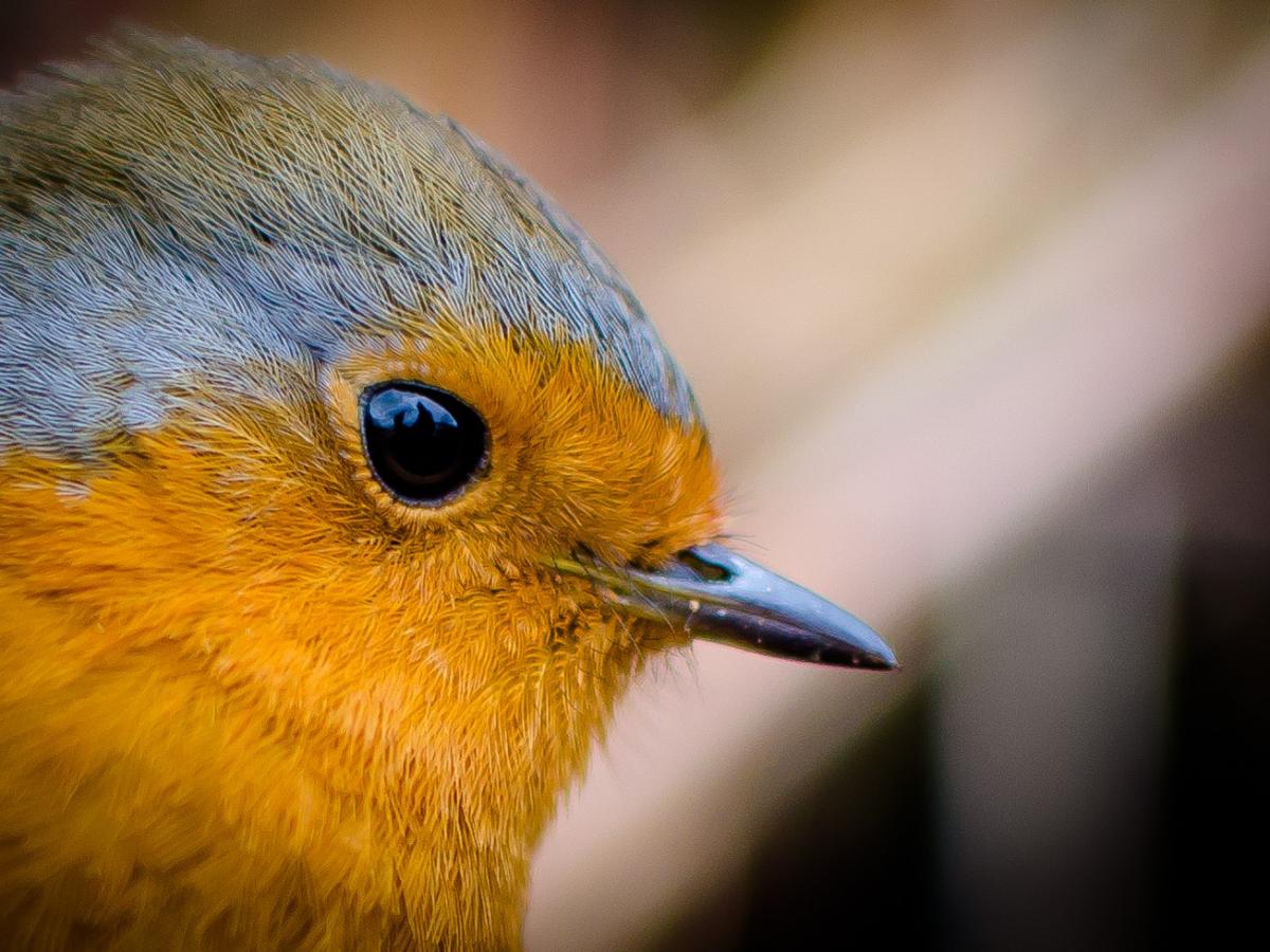 WATCHING: A robin caught close up PICTURE: Gavin Tyte. PUBLISHED: November 30, 2017