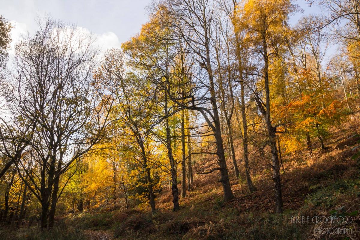 COLOURS: Autumn on the Quantocks PICTURE: Angela Crockford. PUBLISHED: November 30, 2017