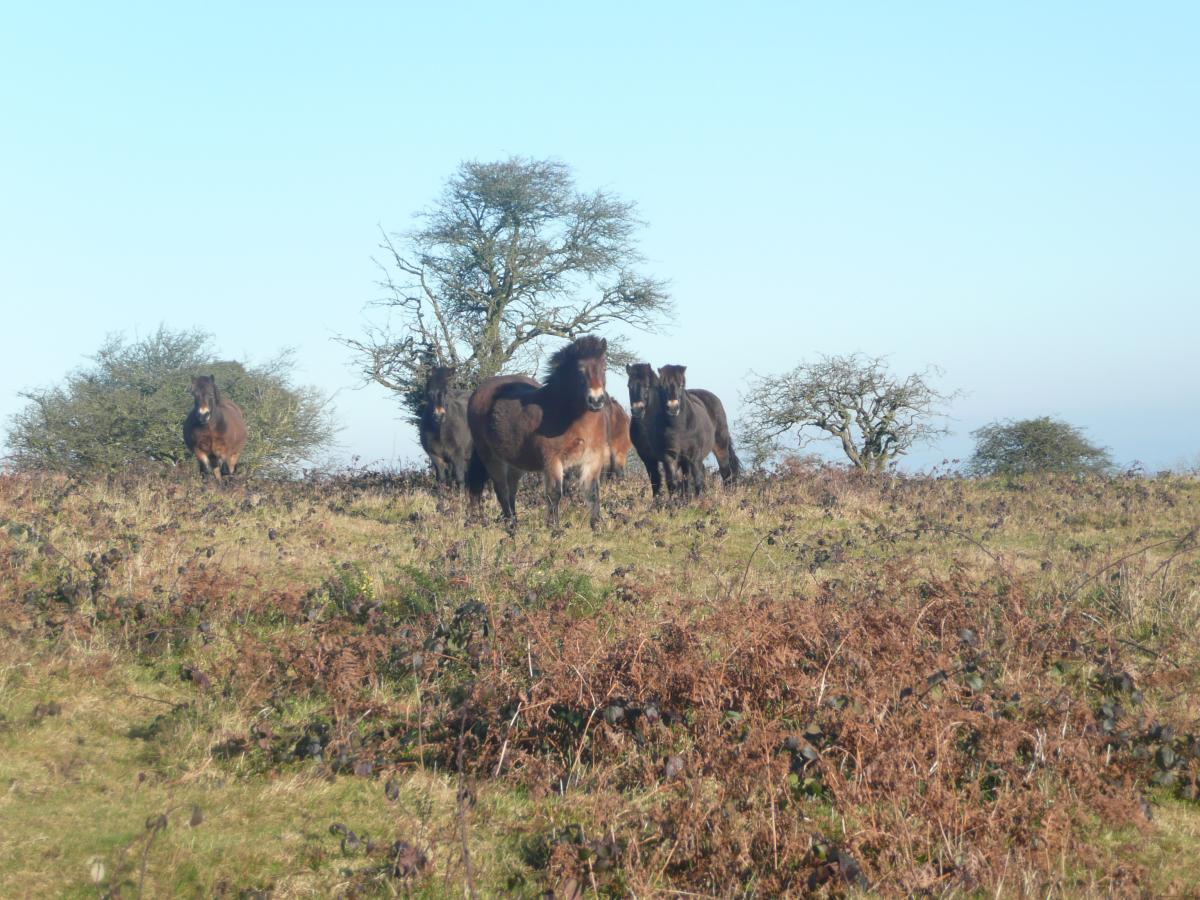 A scene from the Quantocks sent in by Jo Packer