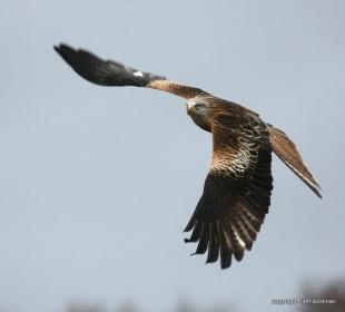 This photo of a Red Kite was taken during a recent trip to a mid Males feeding station by Jeff Acreman