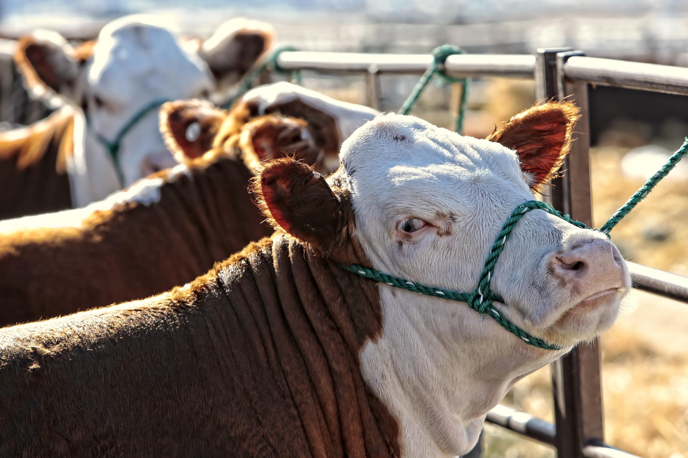 Sedgemoor Livestock Market report for Monday, December 7 - Vimarsana News