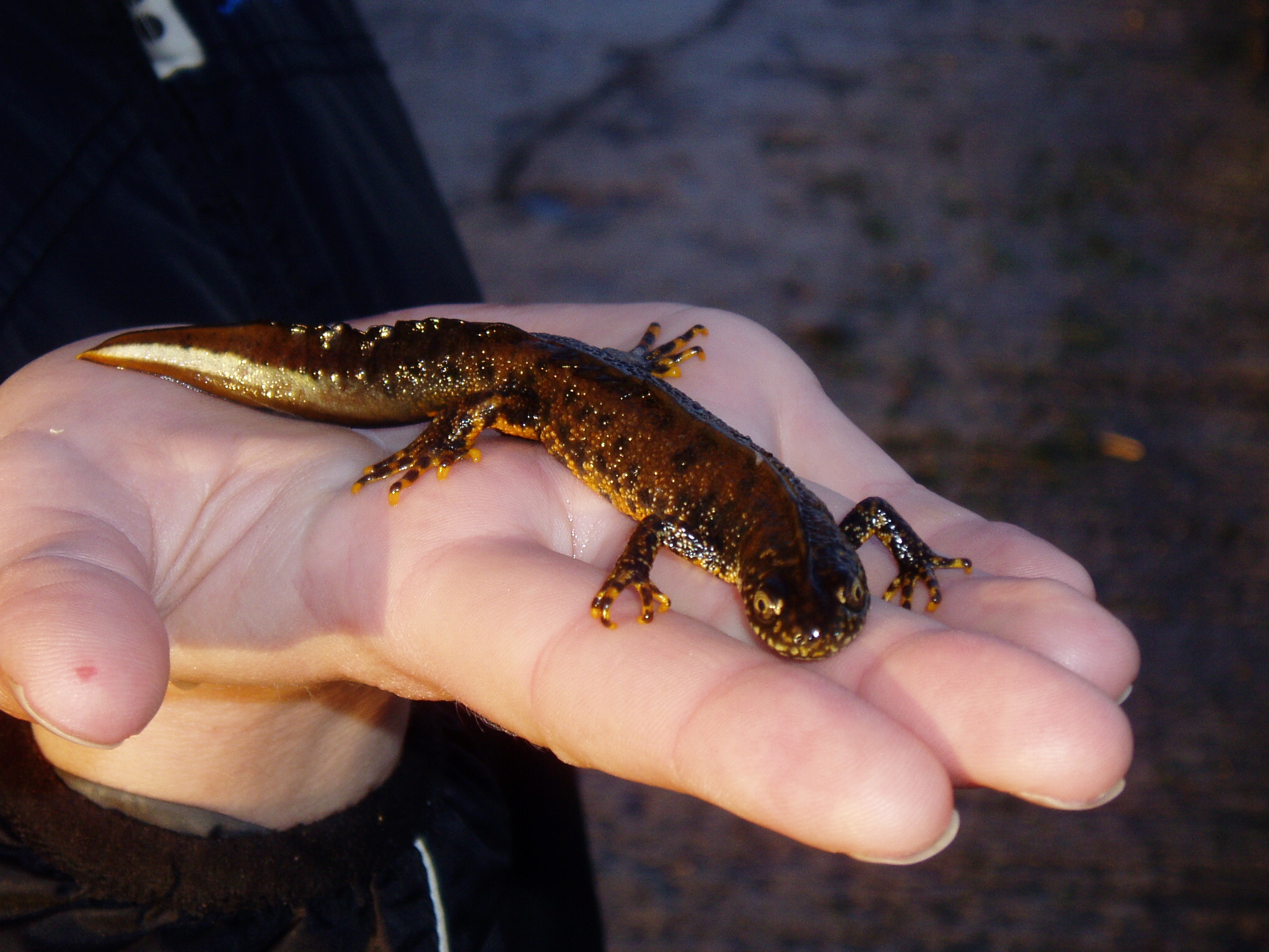 Creation of two new ponds for newts among latest planning applications in Somerset West & Taunton... - Vimarsana News