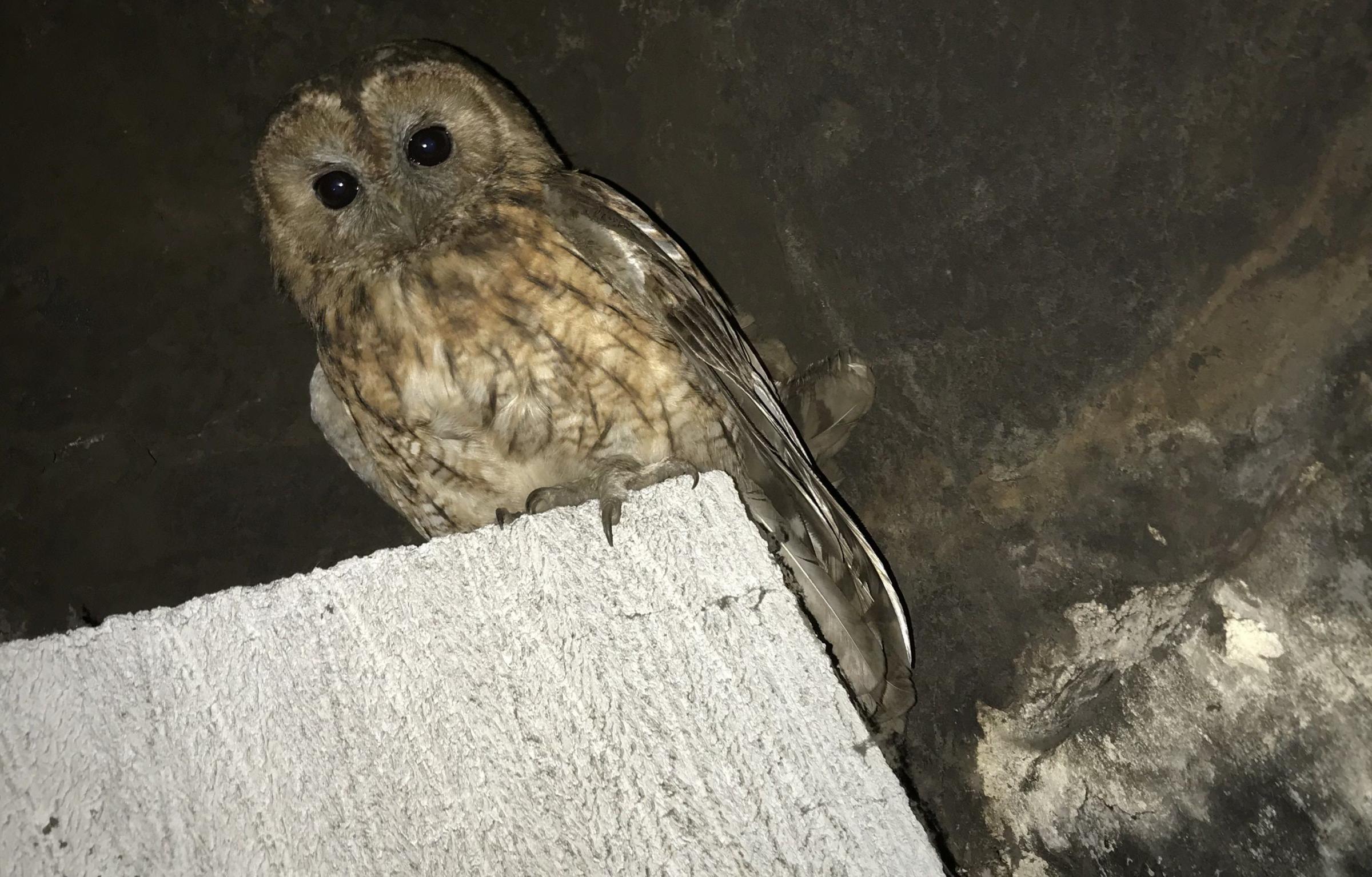 The tawny owl in the chimney