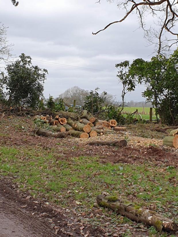 Somerset County Gazette: Trees have been cut down along the public footpath at Nynehead Court