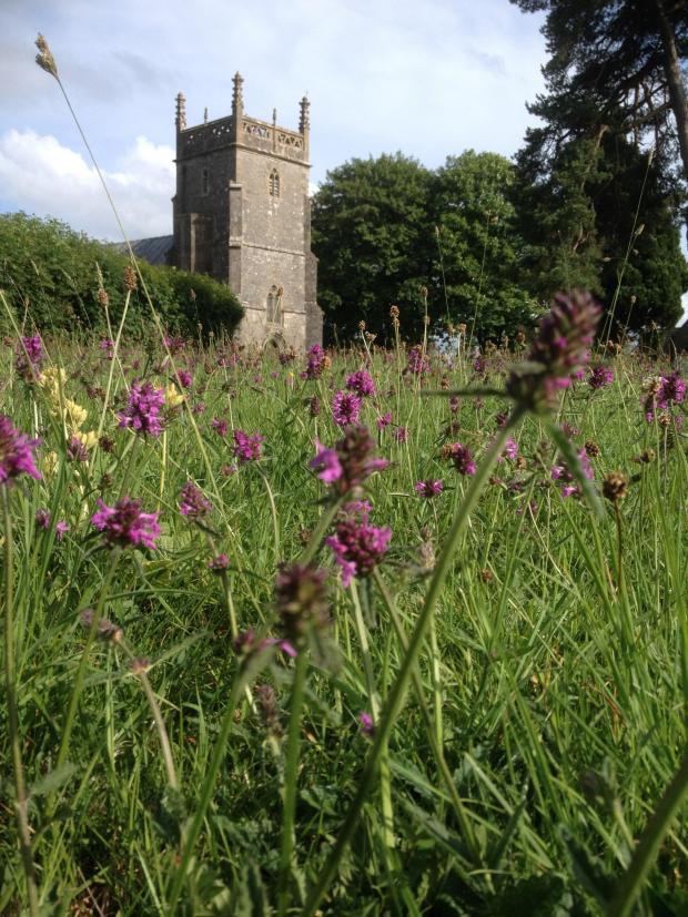 Somerset County Gazette: WILD: Priddy churchyard, near Wells. Pic: Somerset Wildlife Trust