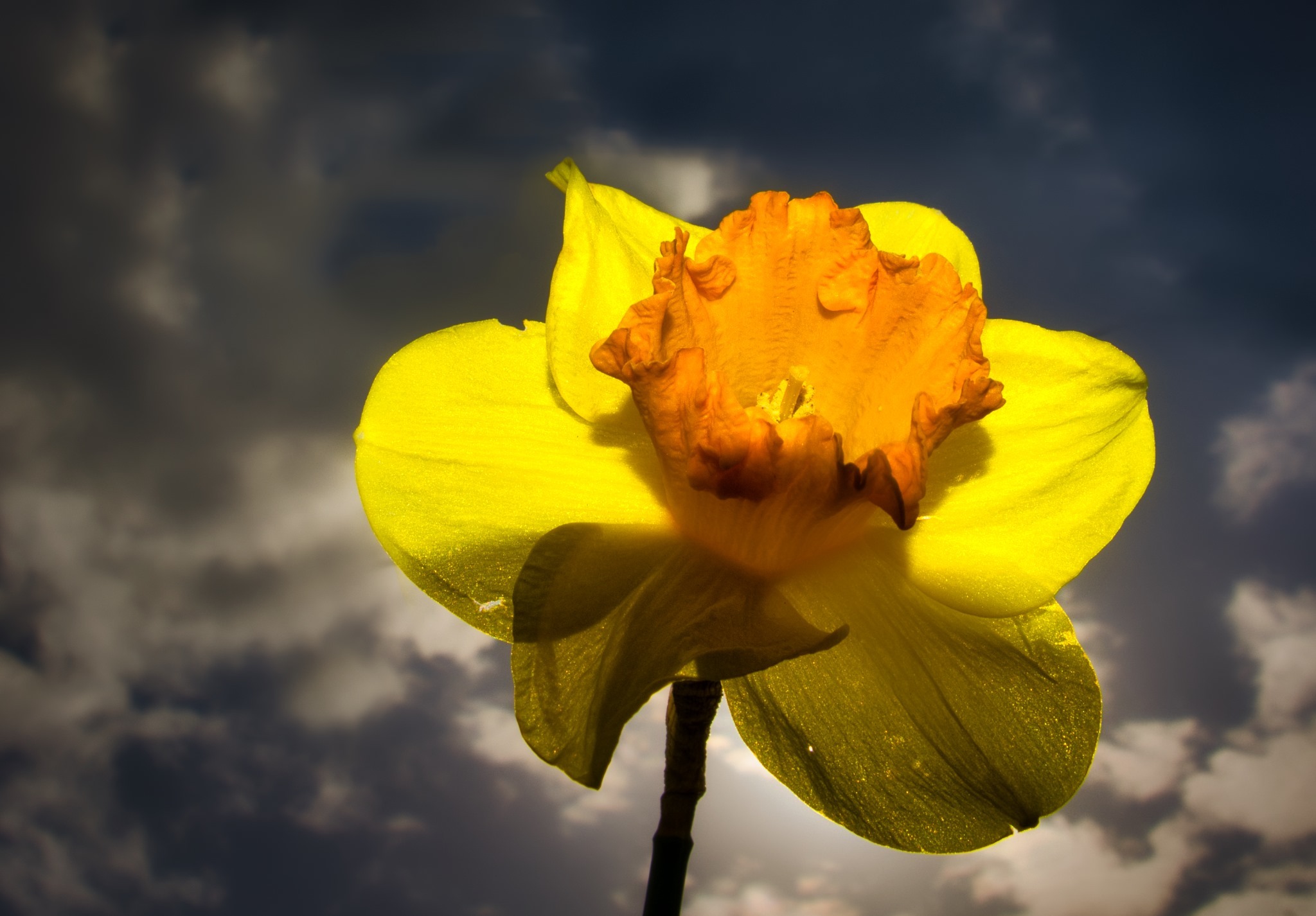 Spring has sprung, by David ONeill