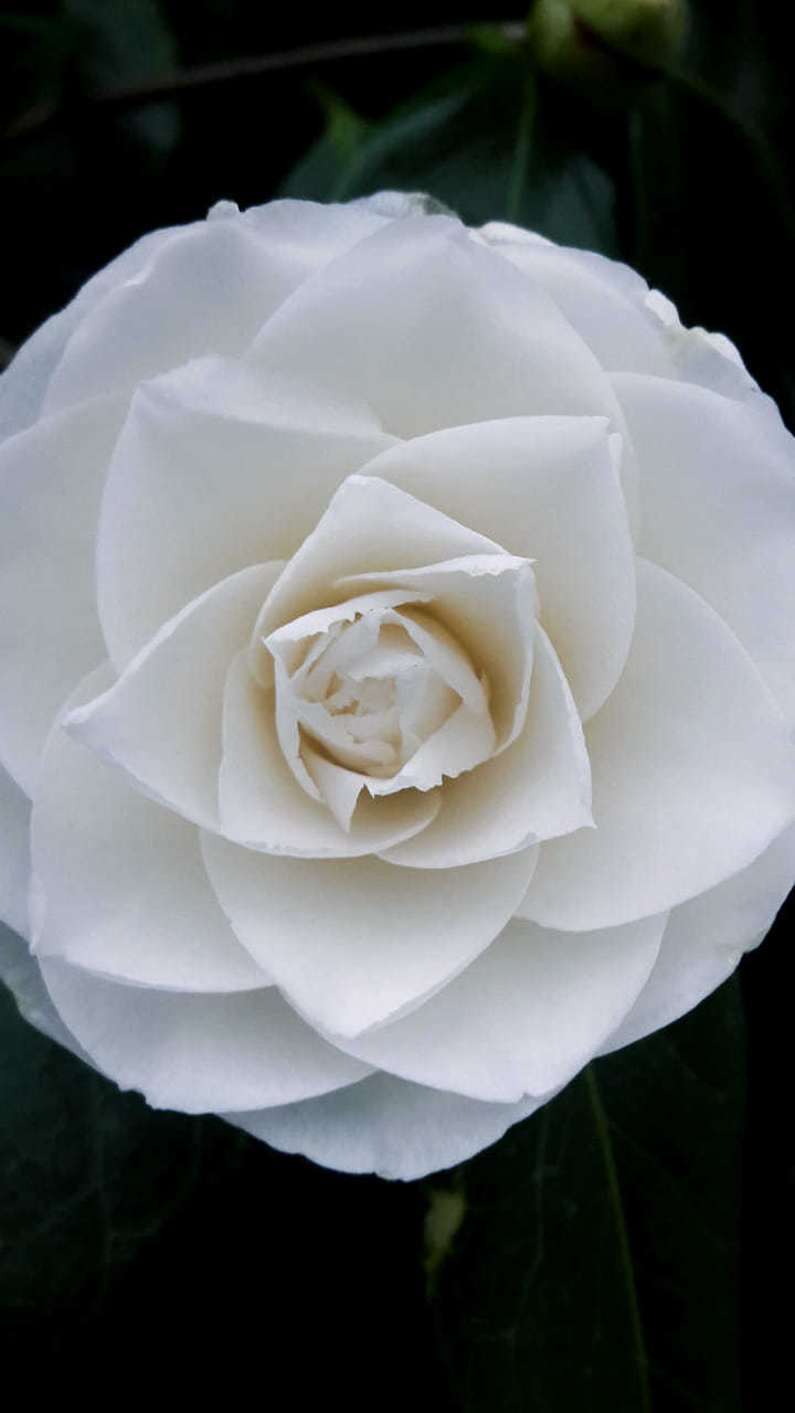 White camellia, by Emma Annear