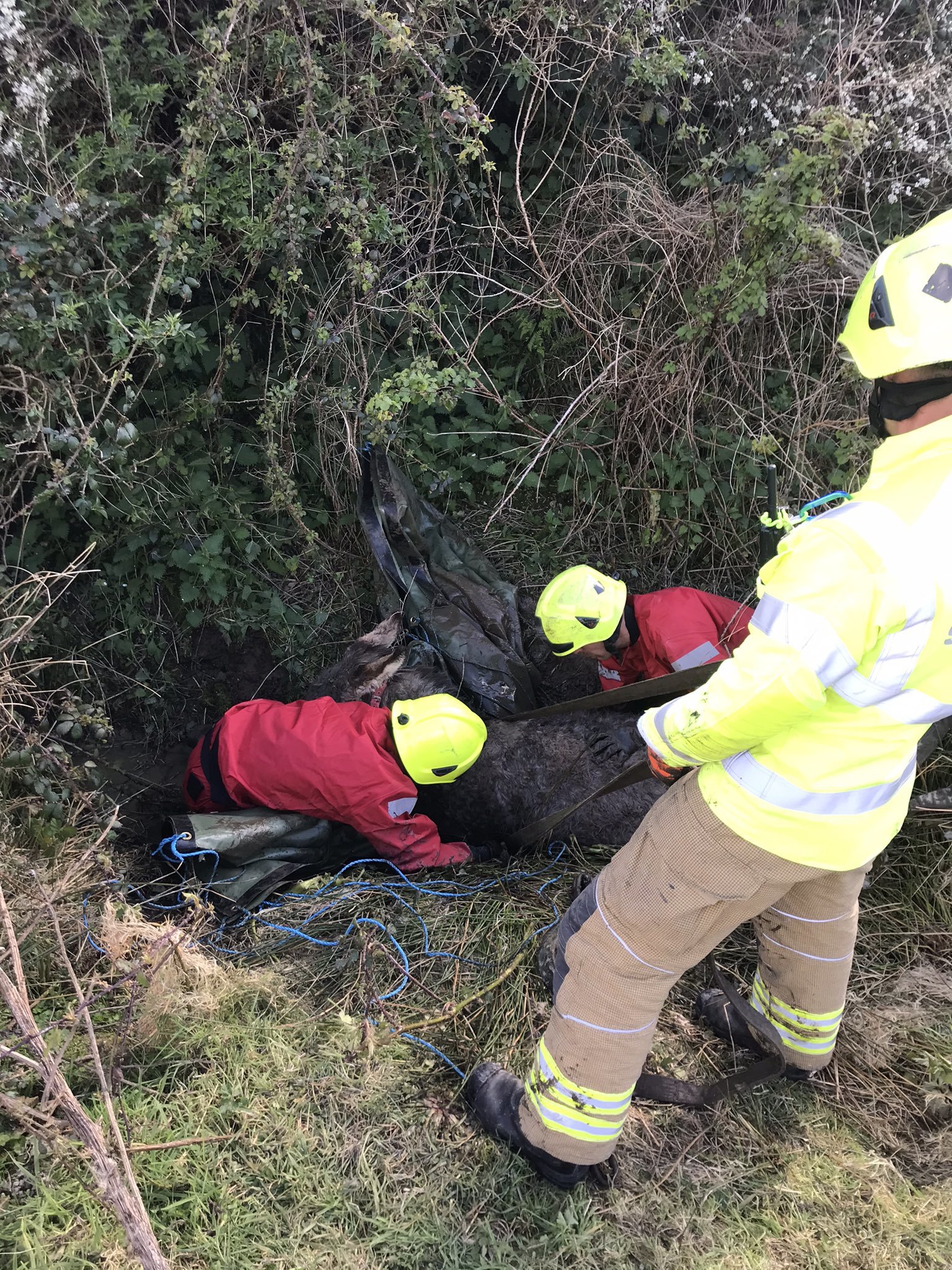 Firefighters work to release the donkey from the ditch
