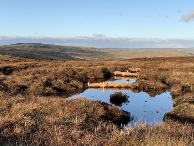 Somerset County Gazette: RESTORATION: Yorkshire Wildlife Trust is working with counterparts in Cumbria, Durham, Lancashire and Northumberland to restore a huge swathe of peat bog in the Great North Peat Bog project.