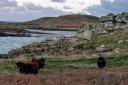 Life on a Scilly smallholding