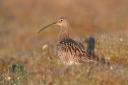 Be aware of the ground-nesting Curlew when out walking