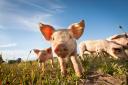 Salmonella vaccine go-ahead for pigs