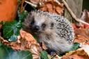 Call for information in hedgehog cruelty case