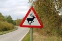 Deer are the animals most likely to be killed on our roads