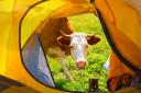 Farmers can now run pop-up campsites for 56 days