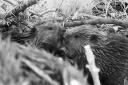 Two beaver kits at the Holnicote Estate in Somerset have been named after England players Alessia Russo and Ella Toone. Picture: National Trust