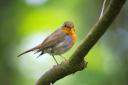 Over 700,000 people took part in the bird count last year