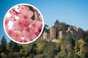 Dunster Castle in Minehead has been named the best place in the UK to view cherry blossom
