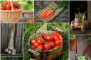 Grow your own food this Spring