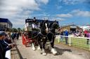 Monty & Max two dark bay shire horses pull the Devizes based Wadworth brewery dray into the main arena at the 2016 Royal Bath & West Show.