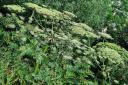 People are being urged not to touch giant hogweed plants. Picture: PCA