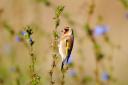 Goldfinch on chicory. Picture: Amy Lewis