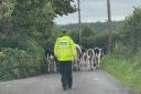 Cows obstructing the road near Wincanton