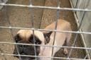 Desperate effort to save these dogs. Picture: St Giles Animal Rescue