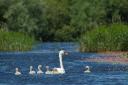 Mute swan and cygnets at Westhay Moor SWT reserve, Somerset Levels, Somerset