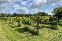 The vineyard for sale at Curload. Picture: Greenslade Taylor Hunt