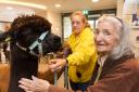 Alpacas visiting dementia patients at a care home in Somerset