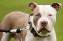 XL Bully owners have less than one week left to register their dog if they have not already done so.