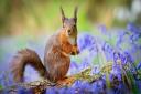 Red squirrels have strongholds in places like the Highlands