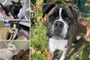 Can you give any of these pets a home in Dorset?