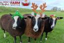 Christmas on the farm photo competition winner, 2022.