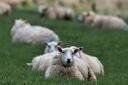 'Multiple sheep worrying cases have been reported.' Picture: Avon & Somerset Police
