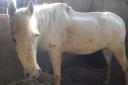 Squealy, the 25-year-old horse, was found shut in a dirty stable