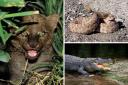 From alligators to rattlesnakes: See the dangerous wild animals being kept in Scotland
