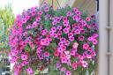 BEAUTIFUL: A hanging basket of petunias. Picture: Thinkstock/PA