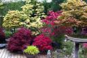 PERFECT POTS: Acers in pots. Picture: Thinkstock/PA