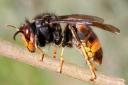 ALERT: The Asian hornet