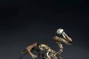 AS DEAD AS: A rare dodo skeleton worth half a million pounds is to go up for auction next month.The last widely accepted sighting of a dodo was in 1662. Picture: SWNS
