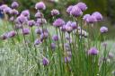 TASTY: Chives. Picture: Tim Sandall/RHS/PA