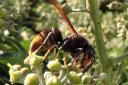 Asian hornet on ivy in Brittany.