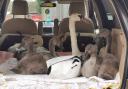 How did this family of swans end up in a CAR BOOT?